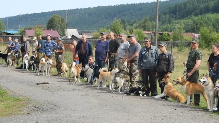 46 восточносибирских лаек приняли участие в выставке в Казачинско-Ленском районе